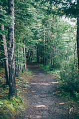 Obraz premium Forest Path