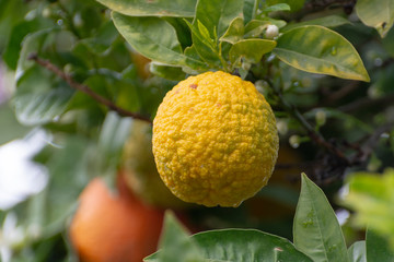 Citrus fruits of sour orange bergamot riping on blossoming thee