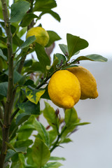 Ripe yellow lemons, tropical citrus fruits hanging on tree with water drops in rain