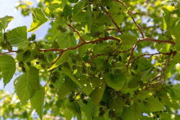 Young green unripe mulberries riping on tree in spring