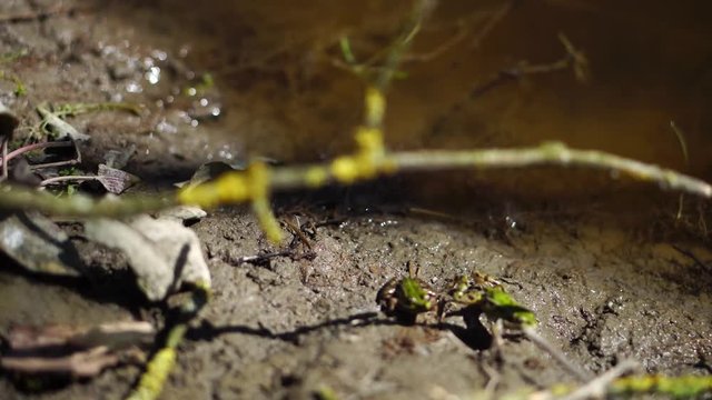 Two frogs (Pelophylax lessonae) focus on a frog forward. River frogs illuminated by the spring sun