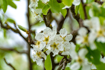 White blossom of sour cherry in garden