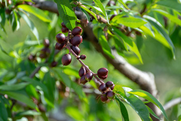 Small unripe apricots fruits riping on apricot tree in spring