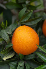 Orange citrus fruit plantations on Peloponnese, Greece, new harvest of sweet juicy oranges