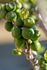 Unripe green figs fruits riping on fig tree
