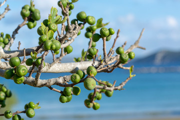 Unripe green figs fruits riping on fig tree