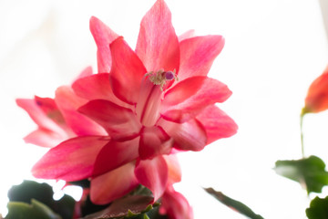 ピンクのサボテンの花