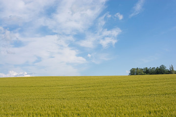 色づき始めたムギ畑と青空
