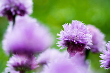 紫色のチャイブの花