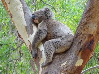 Fotobehang Koala Sleeping koala, Woodforde, SA  © Rebel