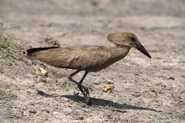 Hamerkop Bird - Chobe National Park