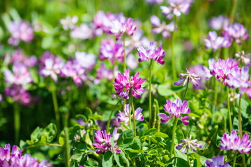 Field of Chinese milk vetch, Astragalus sinicus ,Shikoku,Japan
