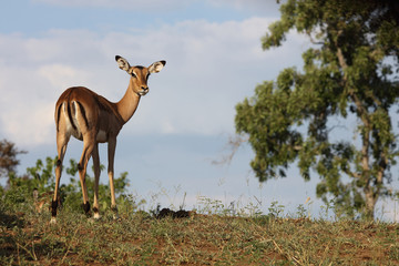 Schwarzfersenantilope / Impala / Aepyceros melampus
