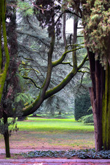 The magic colors of the spring