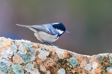 Cute little bird. Autumn nature background. Bird: Coal Tit. Periparus ater.