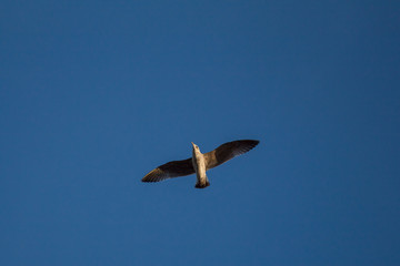 Seagull flying over blue sky