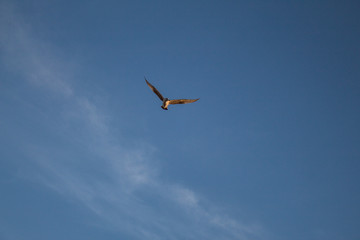 Seagull flying over blue sky