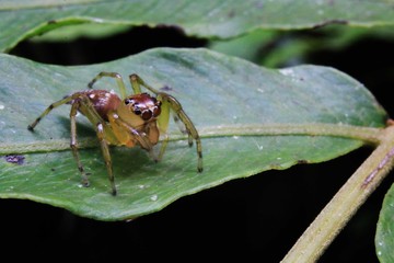 macro foto of a cute jumping spider Salticidae with large black eyes and a brown body