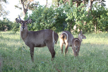 Wasserbock / Waterbuck / Kobus ellipsiprymnus