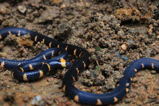 not dangerous, false coral snake, micrurus narduccii, coralillas with black and orange pattern on a brown clay ground
