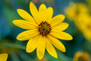 yellow flower