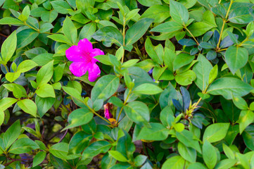 flower
