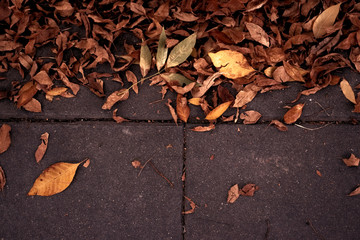 hojas en el suelo en otoño