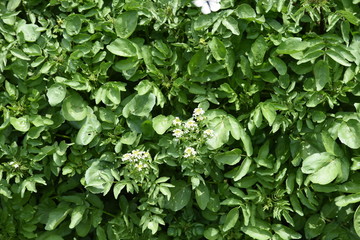 Watercress grows on the waterfront.