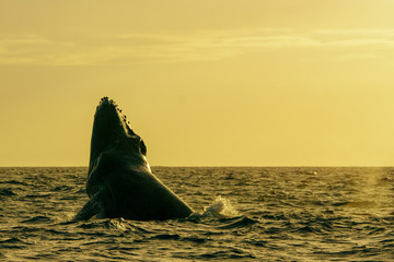 Fototapeta premium 夕焼けにジャンプするザトウクジラ