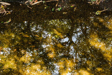tranquil river with reflection of tree