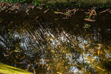 tranquil river with reflection of tree