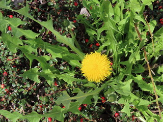 Single yellow common dandelion (Taraxacum officinale) flower with greens and buds. Leaves in...