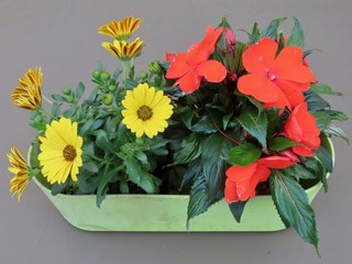 Small scale hobby gardening: balcony flower box with two plants - orange impatiens / balsam and yellow African daisies