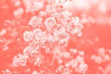 Roses. Living coral background.