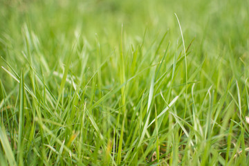 Perfect green grass.