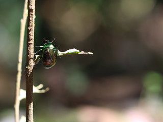 The beautiful ladybug over the leaf