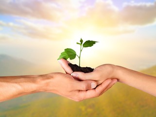 Hands of young beautiful couple holding little green plant