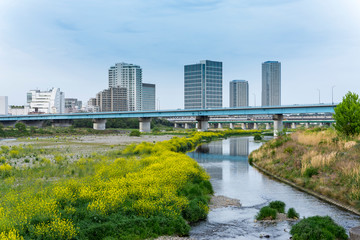 Fototapeta na wymiar 多摩川　河川敷の風景