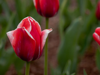 Purple tulips in bloom