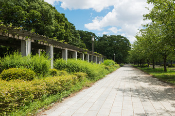 Fototapeta na wymiar 夏の大阪城公園