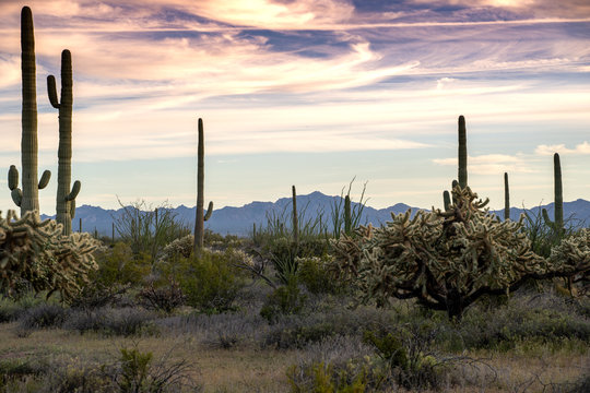 Organ Pipe Cactus National Monument, with chainfruit cholla and saguaros at sunset © MelissaMN