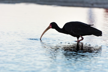 Black bird standing on a small lake, in Florianopolis, Brazil.