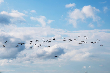 flock of birds flying in blue sky