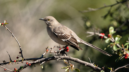 Northern Mockingbird Perched on Branches - 264312593