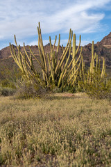 Very large organ pipe cactus growing in the wild in Arizona at the National Monument. Desert scrub in foreground