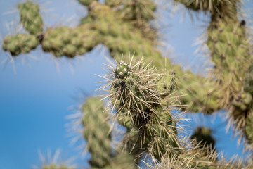 Artistic composition of a chainfruit cholla cactus, with focus on a single spine