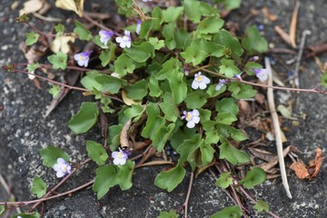 Cymbalaria muralis flowers