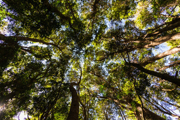 Bottom view of landscape nature old green trees in the forest