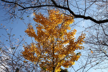 四季桜とイチョウ