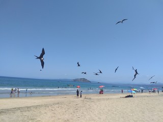 Aves en la playa